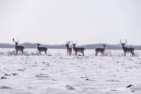 Grupo de veados selvagens na paisagem de inverno, no campo fora da floresta — Fotografia de Stock