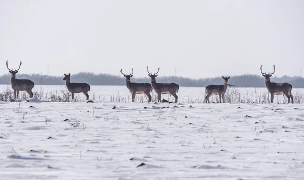 Groep wilde herten in winterlandschap, op het veld buiten het bos — Stockfoto