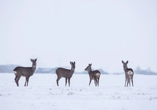 Grupo de delicados ciervos salvajes en el paisaje invernal, en el campo fuera del bosque. Enfoque selectivo —  Fotos de Stock