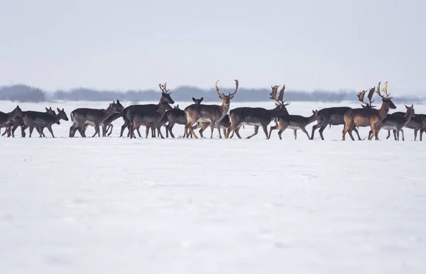 Groep wilde herten in winterlandschap, op het veld buiten het bos — Stockfoto