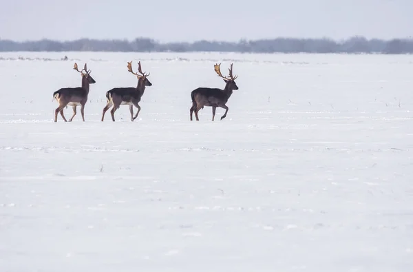 Groep wilde herten in winterlandschap, op het veld buiten het bos — Stockfoto