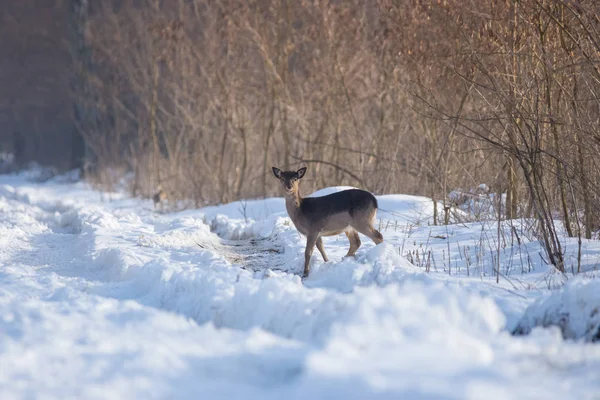 Дикі олені в зимовому пейзажі, в лісі — стокове фото