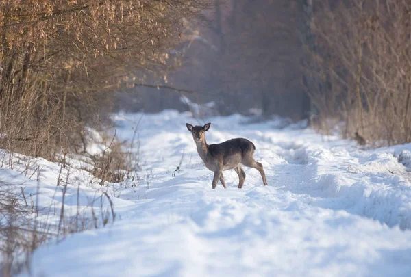冬の風景 森の外のフィールドで繊細な野生の鹿 — ストック写真