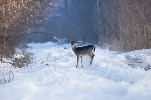 Wild deer in winter landscape, in the forest — Stock Photo, Image