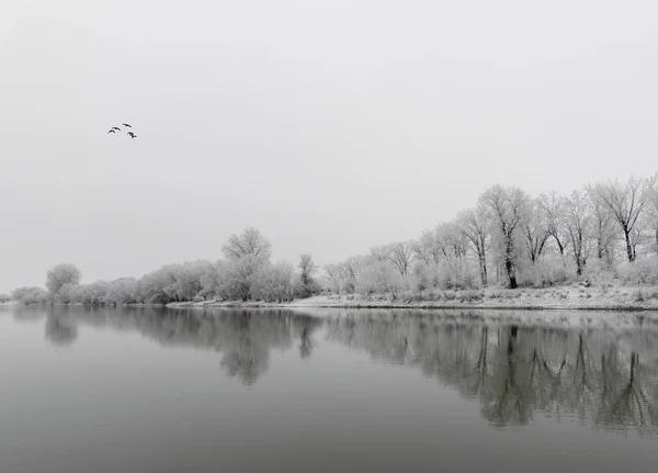 Schöne Winterlandschaft Mit Ruhigem Fluss Und Gefrorenen Bäumen Arad Rumänien — Stockfoto