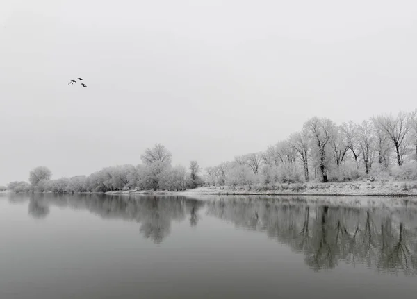 Belle Scène Hiver Avec Rivière Calme Arbres Gelés Arad Roumanie — Photo