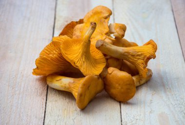 Eski ahşap arka planda taze altın bir chanterelle. Seçici odak