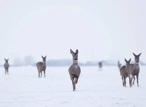 Groep Delicate Wilde Herten Het Winterlandschap Het Veld Buiten Het — Stockfoto