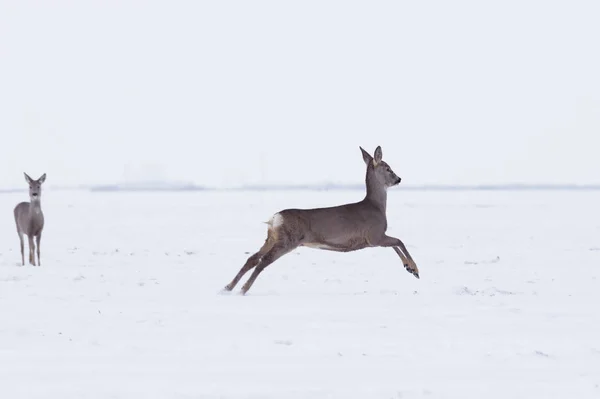 Group Delicate Wild Deer Winter Landscape Field Forest Selective Focus — Stock Photo, Image