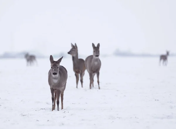 Gruppo Delicati Cervi Selvatici Nel Paesaggio Invernale Sul Campo Fuori — Foto Stock