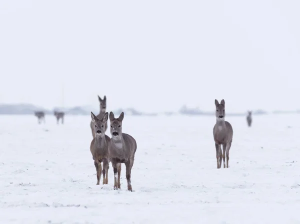 Groep Delicate Wilde Herten Het Winterlandschap Het Veld Buiten Het — Stockfoto