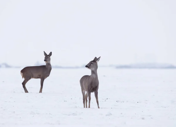 Group Delicate Wild Deer Winter Landscape Field Forest Selective Focus — Stock Photo, Image