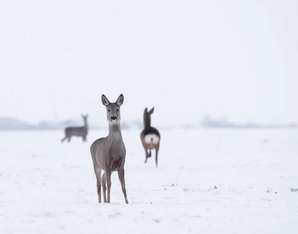 Groep Delicate Wilde Herten Het Winterlandschap Het Veld Buiten Het — Stockfoto