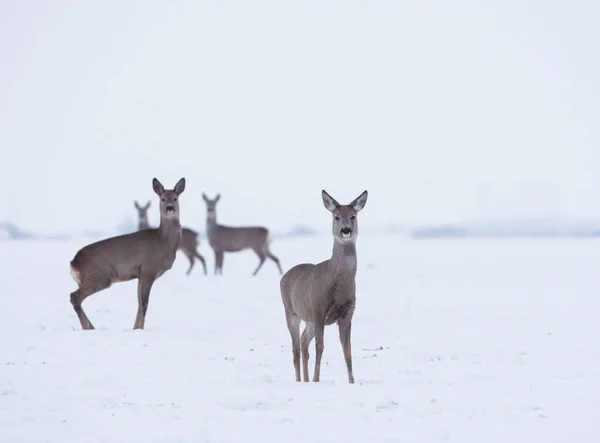 Groep Delicate Wilde Herten Het Winterlandschap Het Veld Buiten Het — Stockfoto