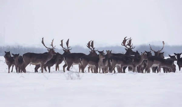 Группа Диких Оленей Зимнем Пейзаже Поле Пределами Леса — стоковое фото