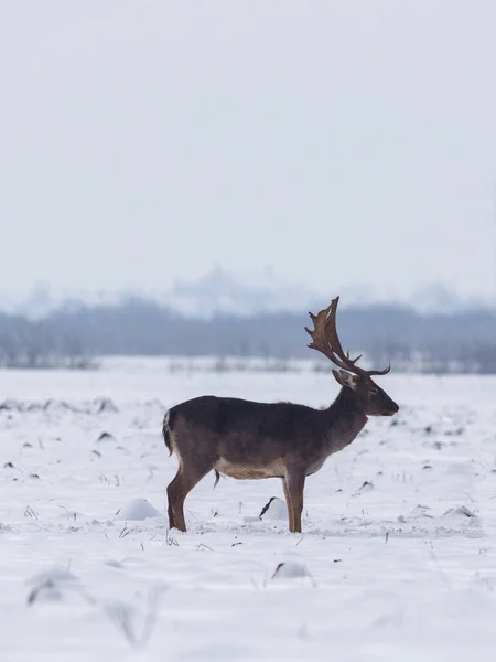 Wild Hert Winterlandschap Het Veld Buiten Het Bos — Stockfoto