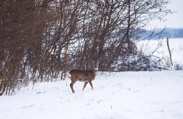 Delicato Cervo Selvatico Nel Paesaggio Invernale Sul Campo Fuori Dalla — Foto Stock