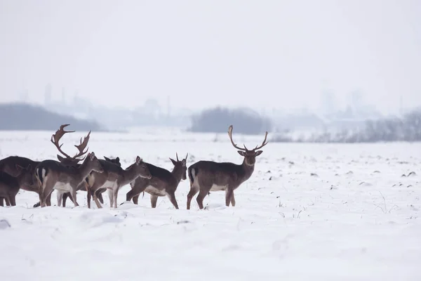 冬の風景の野生の鹿のグループは 森の外のフィールドに — ストック写真