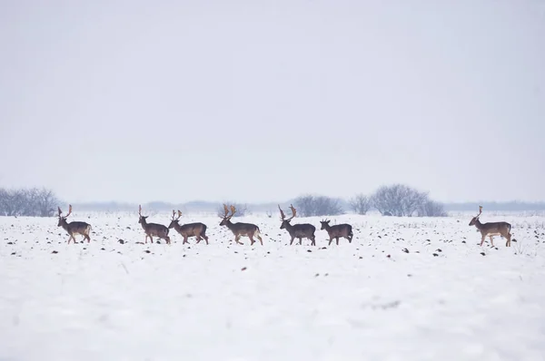 冬の風景の野生の鹿のグループは 森の外のフィールドに — ストック写真