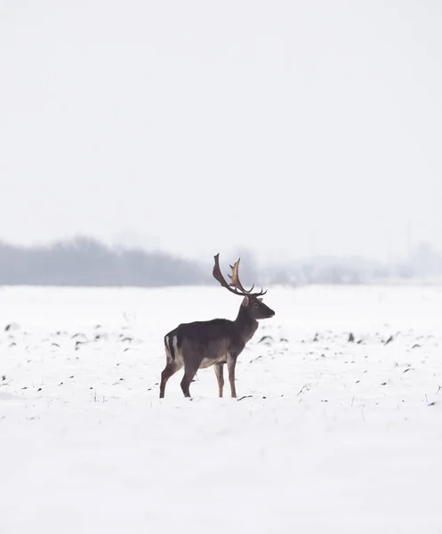 Wild Deer Winter Landscape Field Forest — Stock Photo, Image