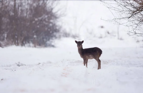 Delicate Wilde Herten Het Winterlandschap Het Veld Buiten Het Bos — Stockfoto