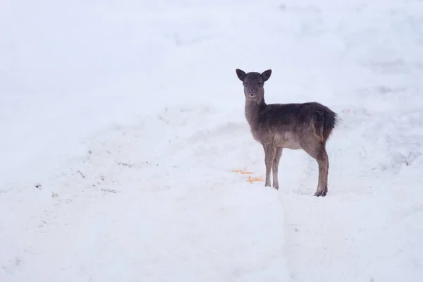 美丽的野鹿在冬天的风景里 在森林外的田野里 — 图库照片