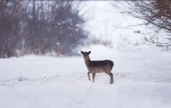 冬の風景 森の外のフィールドで繊細な野生の鹿 — ストック写真