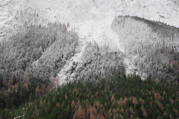 Detalhe Face Montanha Com Rochas Neve Árvores Região Estíria Áustria — Fotografia de Stock