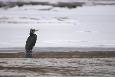 Büyük siyah karabatak (Phalacrocorax carbo) kış manzarası seçici odak
