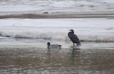 Büyük siyah karabatak (Phalacrocorax carbo) kış manzarası seçici odak