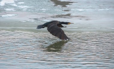 Büyük siyah karabatak (Phalacrocorax carbo) kışın nehrin üzerinde uçar.
