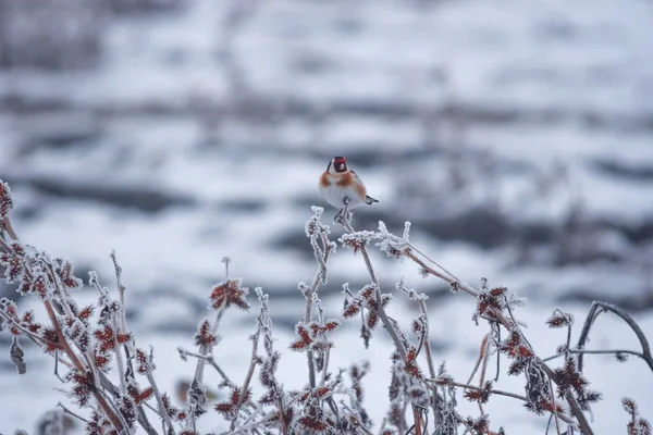 European Goldfinch Carduelis Carduelis Vilar Frusen Gren Vintern Dimmig Morgon — Stockfoto