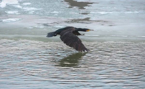 Den Stora Svarta Skarven Phalacrocorax Carbo Flyger Över Floden Vintern — Stockfoto