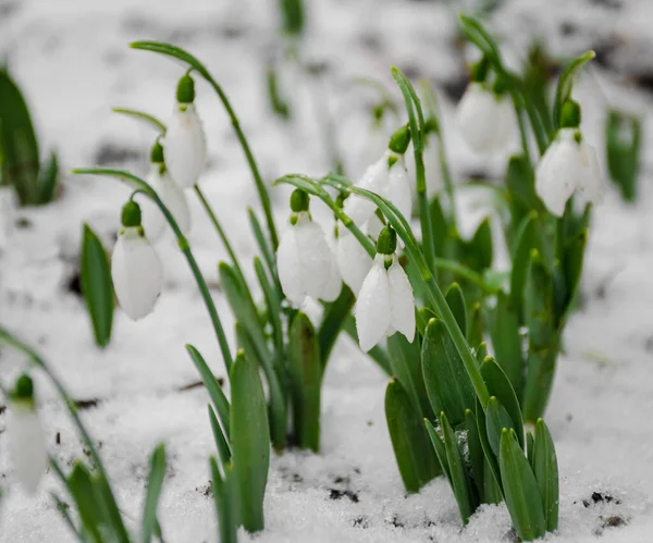 Beyaz Narin Kar Taneleri Karda Ilkbaharın Başlarında Seçici Bir Odak — Stok fotoğraf