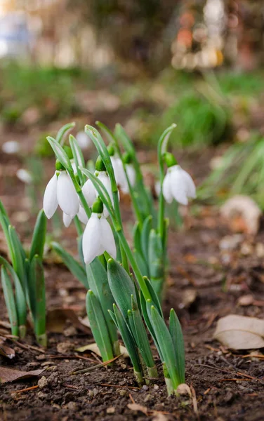 Doğal Arka Planda Beyaz Narin Kar Damlası Çiçeği Ilkbaharın Başlarında — Stok fotoğraf