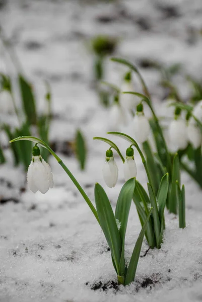 Flor Branca Delicada Gota Neve Neve Início Primavera Foco Seletivo — Fotografia de Stock