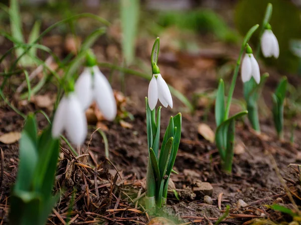 Doğal Arka Planda Beyaz Narin Kar Damlası Çiçeği Ilkbaharın Başlarında — Stok fotoğraf
