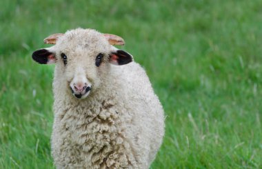 Romanya 'da baharda, bir çayırda tek başına duran küçük ve sevimli bir kuzu.