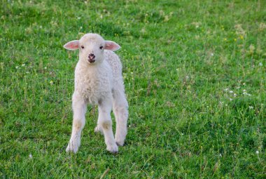 Romanya 'da baharda, bir çayırda tek başına duran küçük ve sevimli bir kuzu.