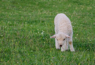 Romanya 'da baharda, bir çayırda tek başına duran küçük ve sevimli bir kuzu.