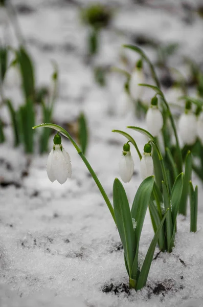 White Delicate Snowdrop Flower Snow Early Spring Selective Focus — Stock Photo, Image