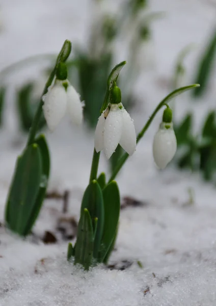 Flor Branca Delicada Gota Neve Neve Início Primavera Foco Seletivo — Fotografia de Stock