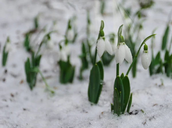 Bílá Jemná Zasněžená Květina Sněhu Časné Jaro Selektivní Zaměření — Stock fotografie