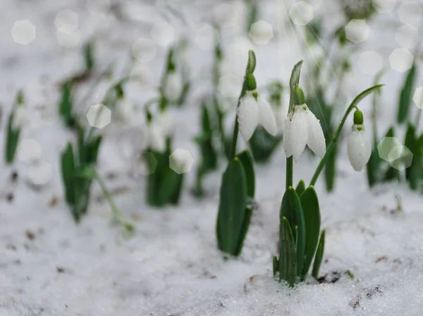 Beyaz Narin Kar Taneleri Karda Ilkbaharın Başlarında Seçici Bir Odak — Stok fotoğraf