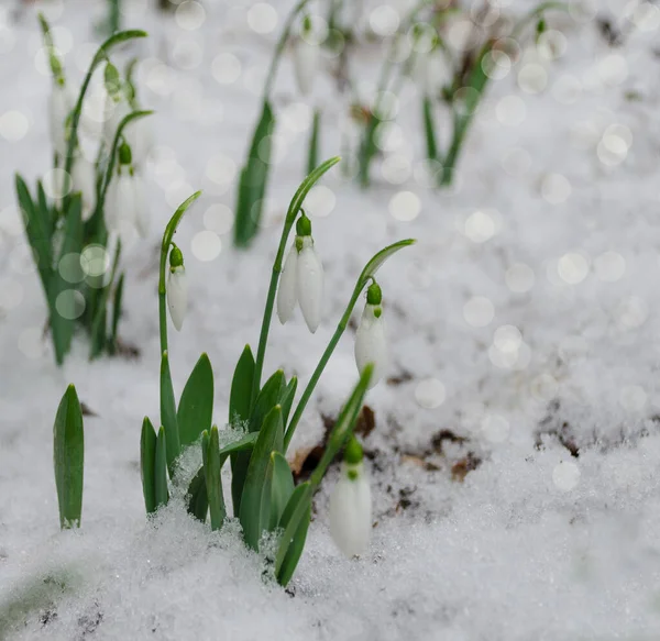 Fleur Blanche Délicate Dans Neige Début Printemps Mise Point Sélective — Photo