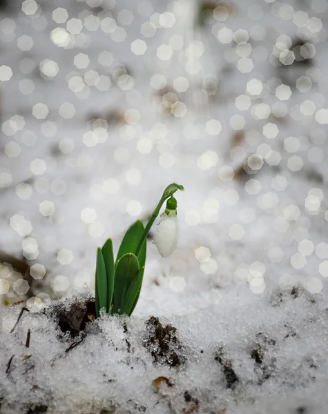 Flor Branca Delicada Gota Neve Neve Início Primavera Foco Seletivo — Fotografia de Stock