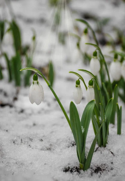 Bílá Jemná Zasněžená Květina Sněhu Časné Jaro Selektivní Zaměření — Stock fotografie