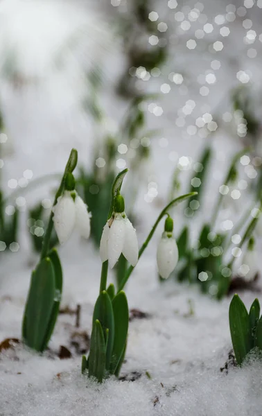 Flor Branca Delicada Gota Neve Neve Início Primavera Foco Seletivo — Fotografia de Stock