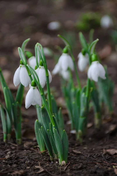 Bílá Jemná Zasněžená Květina Přirozeném Prostředí Časné Jaro Selektivní Zaměření — Stock fotografie