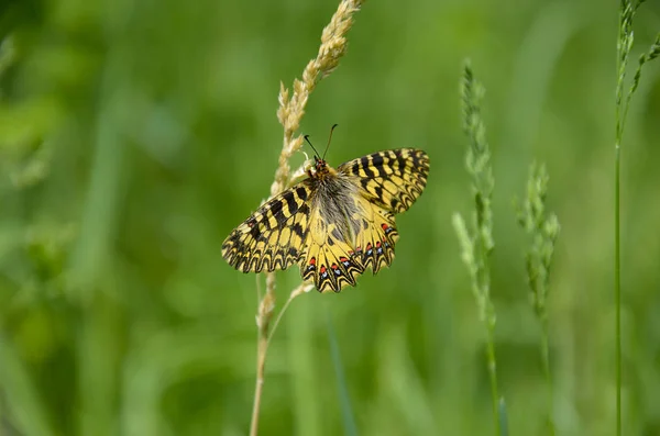 시골에 나비와 — 스톡 사진